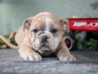 Mixed Breed dogs Travis - Ad 24