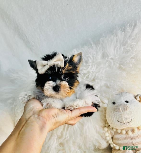 Yorkshire Terrier dogs Yorkshire Terrier 1 - Ad 2