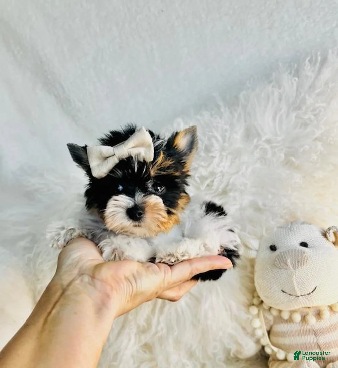 Yorkshire Terrier dogs for sale: Yorkshire Terrier 1 - Ad 2