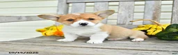 Welsh Corgi Pembroke dogs for sale: Princess - Ad 1