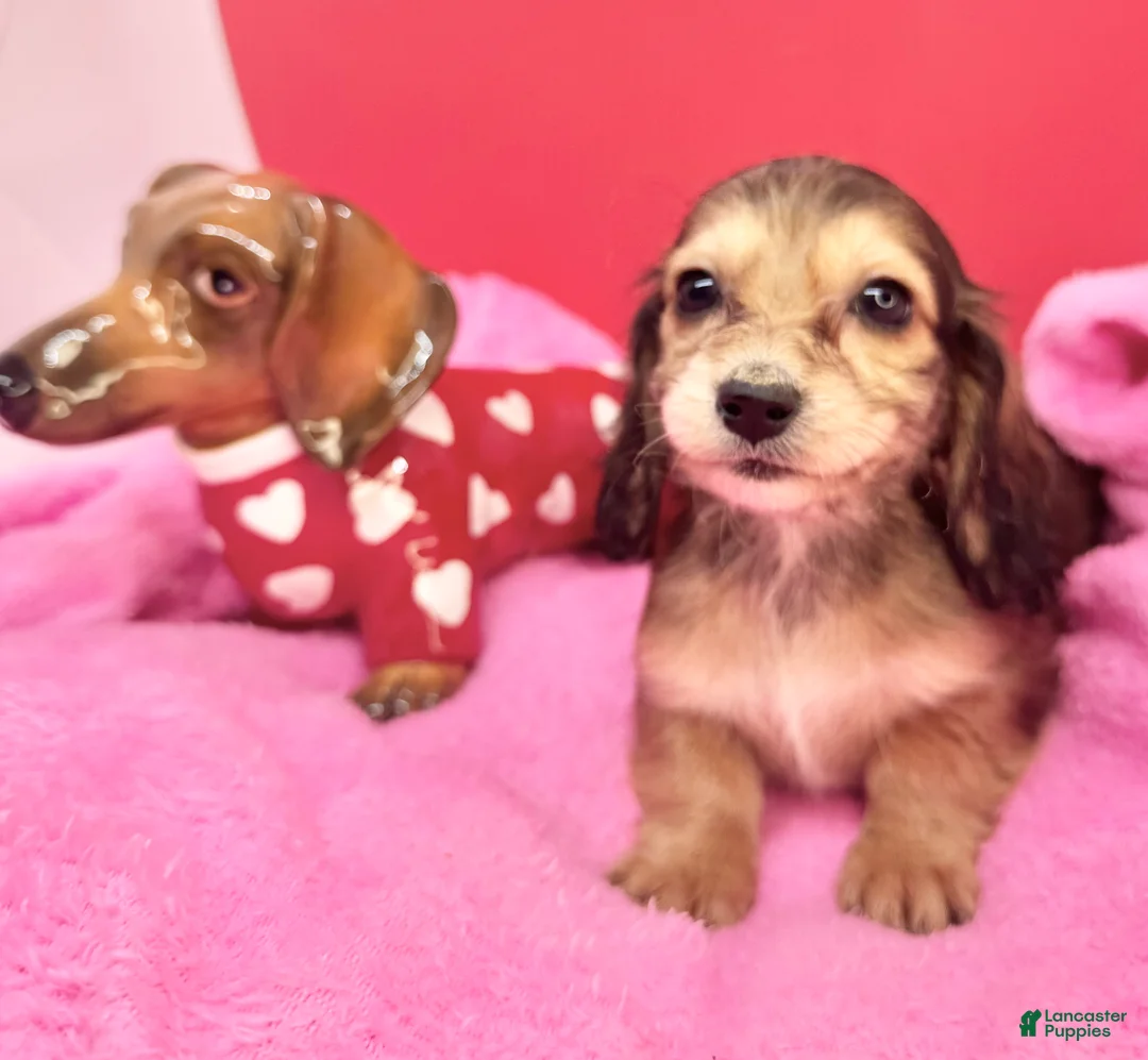 Miniature Dachshund dogs for sale: Gucci girl - Ad 1