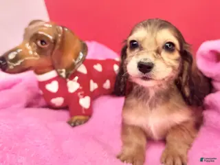 Miniature Dachshund dogs Gucci girl - Ad 11