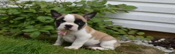 Frug dogs for sale: Ladybug - Ad 2