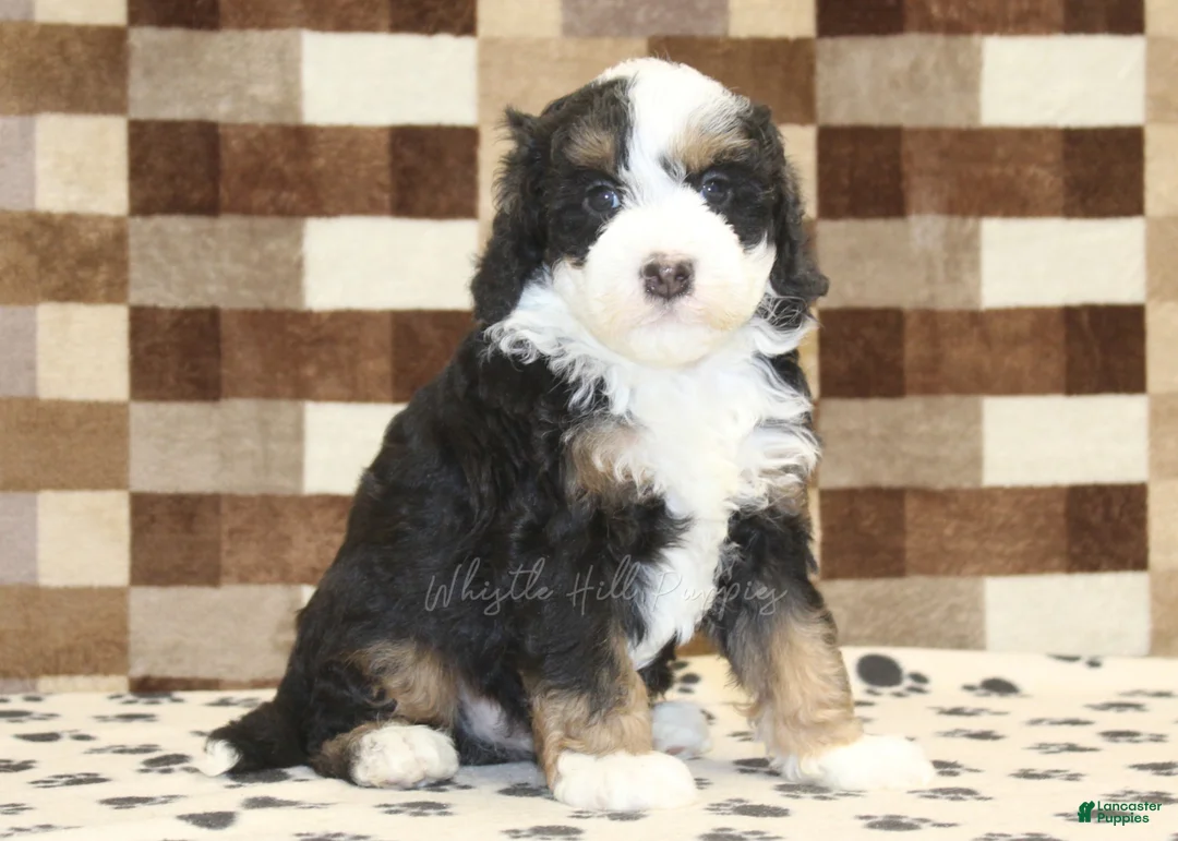 Mini Bernedoodle dogs for sale: Lenny - Ad 4