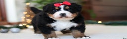 Bernese Mountain Dog dogs for sale: Princess Star - Ad 5