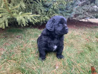 Newfoundland dogs for sale: Victor - Ad 1