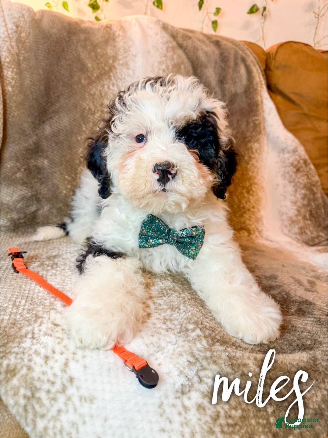 Mini Bernedoodle dogs for sale: Miles - Ad 1