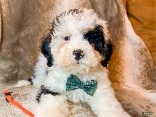 Mini Bernedoodle dogs Miles - Ad 7