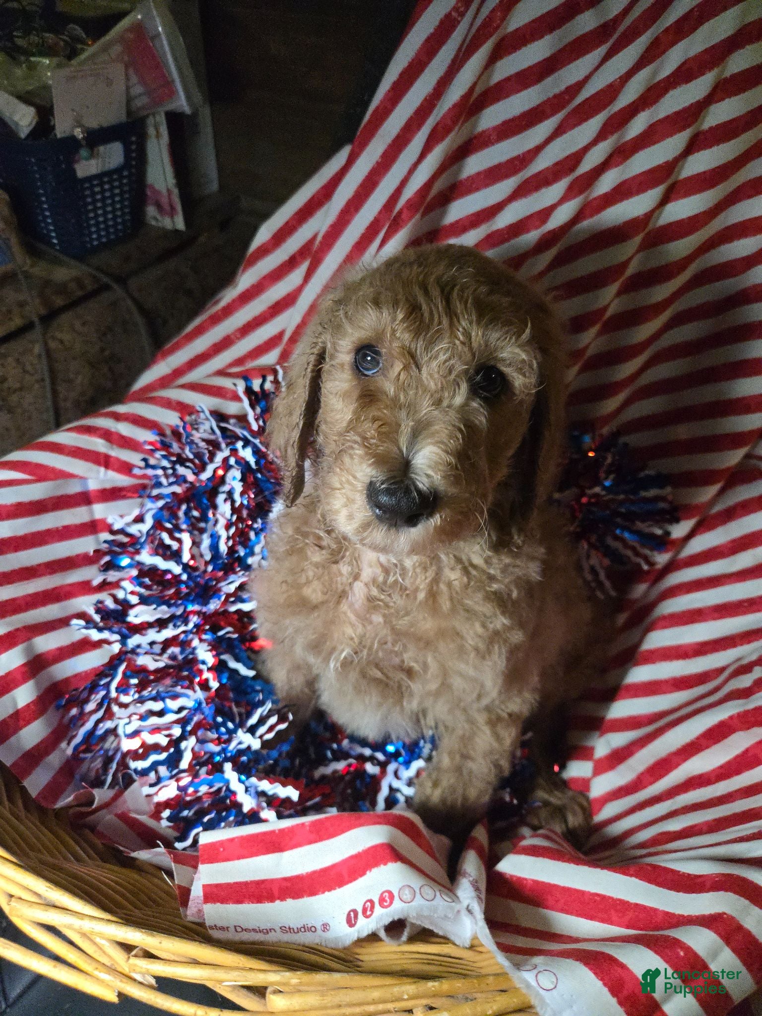 Standard Poodle dogs Briar - Ad 1