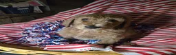 Standard Poodle dogs for sale: Briar - Ad 1