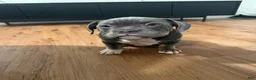 Mixed Breed dogs for sale: Blue Tricolored, Micro Bully Male - Ad 3