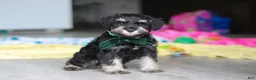 Miniature Schnauzer dogs for sale: Percy - Ad 12