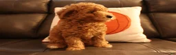 Bichpoo dogs for sale: Teddy - Ad 3