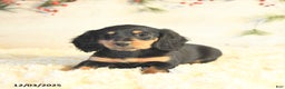 Miniature Dachshund dogs for sale: Bella   - Ad 2