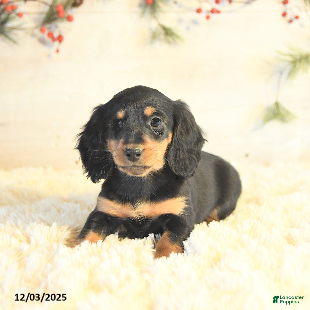 Miniature Dachshund dogs for sale: Bella   - Ad 2
