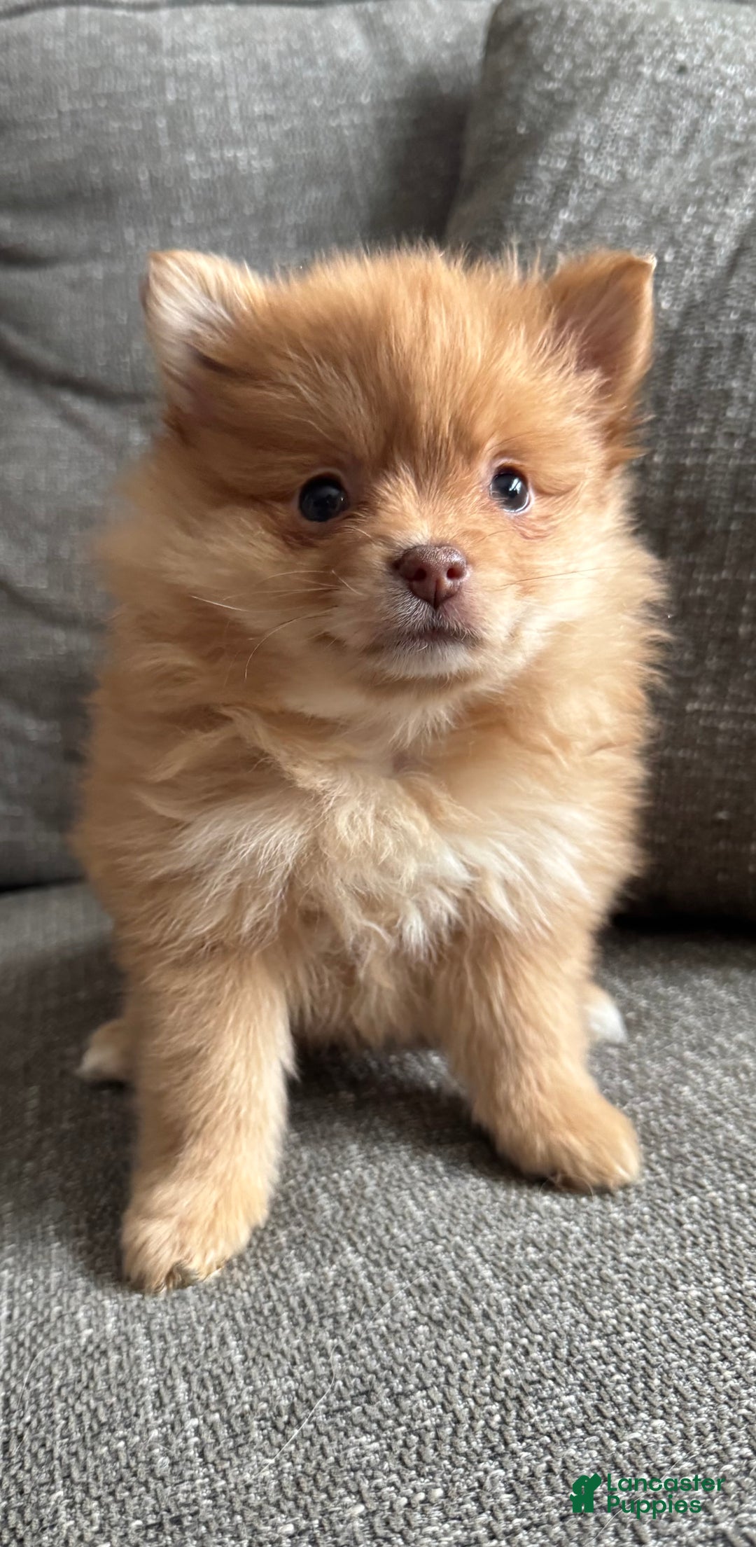 Pomeranian dogs for sale: Bella - Ad 3