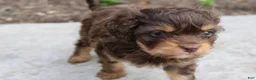 Cavapoo dogs for sale: Forrest - Ad 4