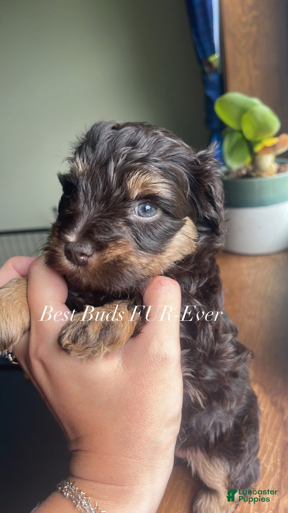 Miniature Schnauzer dogs Miniature Schnauzer 4 - Ad 1