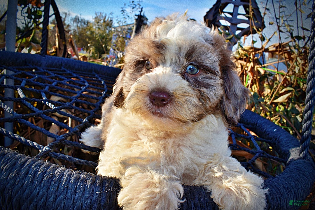 Havapoo dogs for sale: Pixie - Ad 2