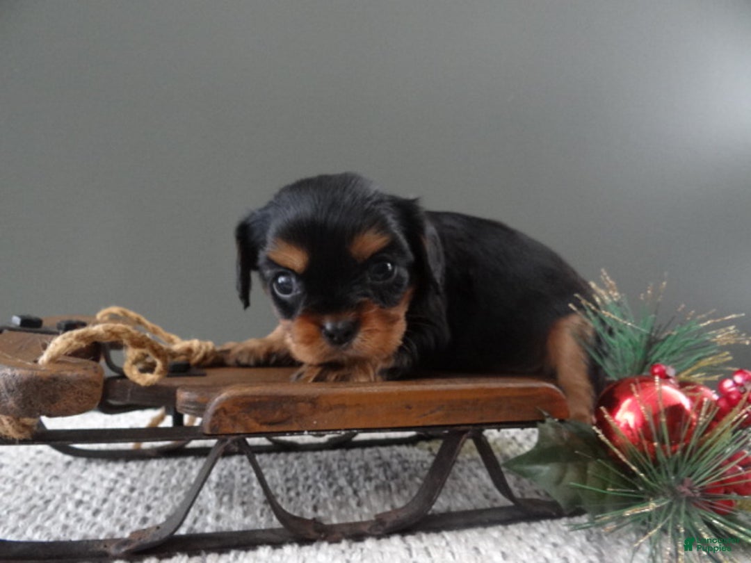 Cavalier King Charles Spaniel dogs for sale: Rhett - Ad 4