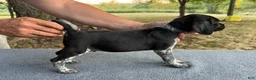 German Shorthaired Pointer dogs for sale: Boy 3 - Ad 3
