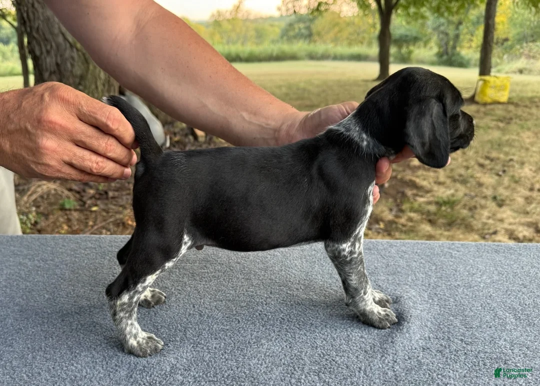 German Shorthaired Pointer dogs for sale: Boy 3 - Ad 3