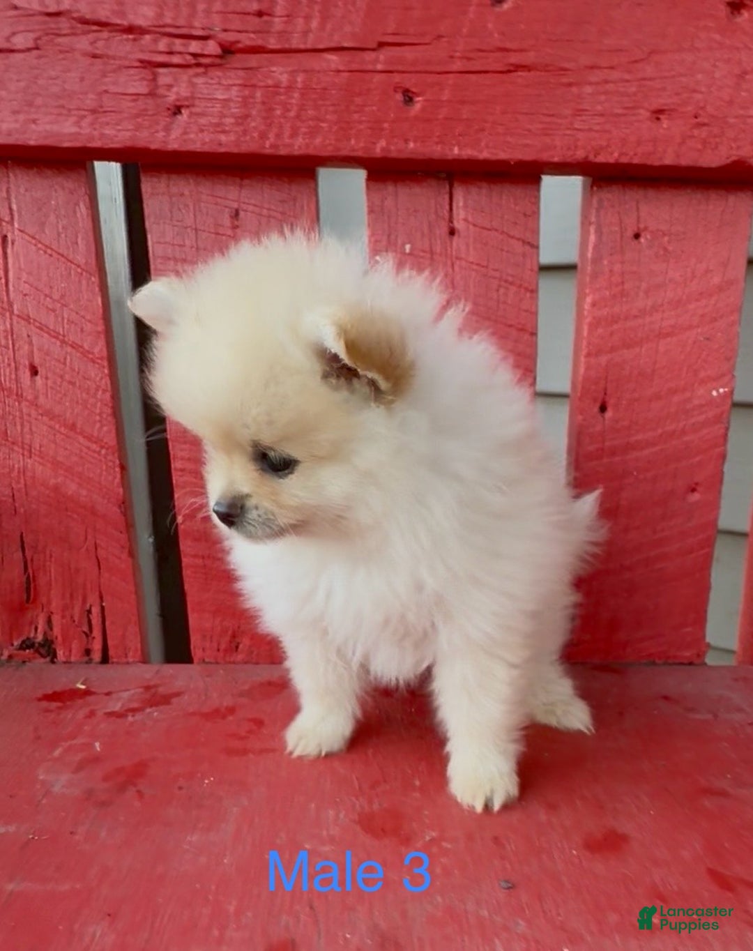 Pomeranian dogs for sale: Pharoah - Ad 1