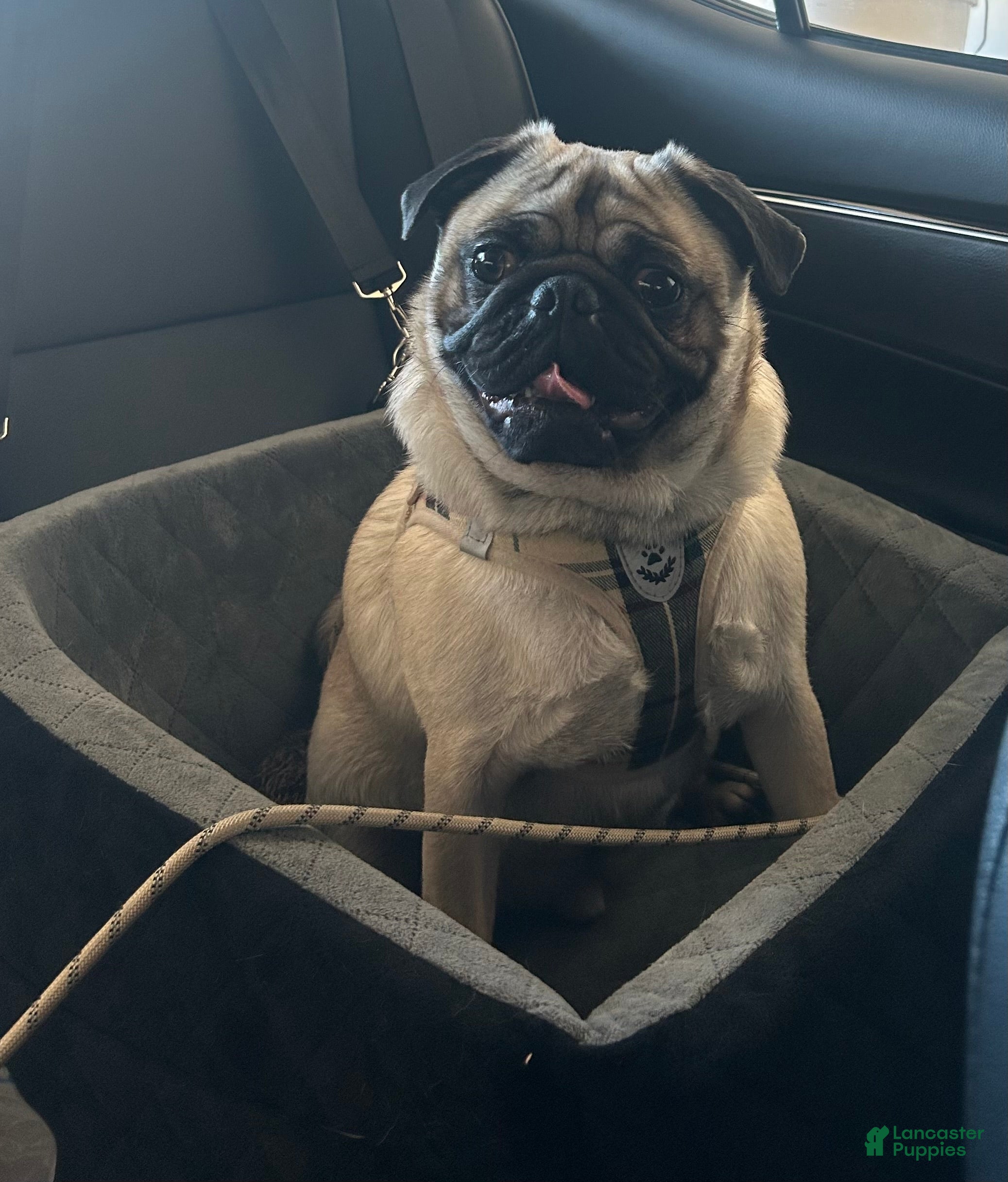 Pug dogs Teddy  - Ad 9