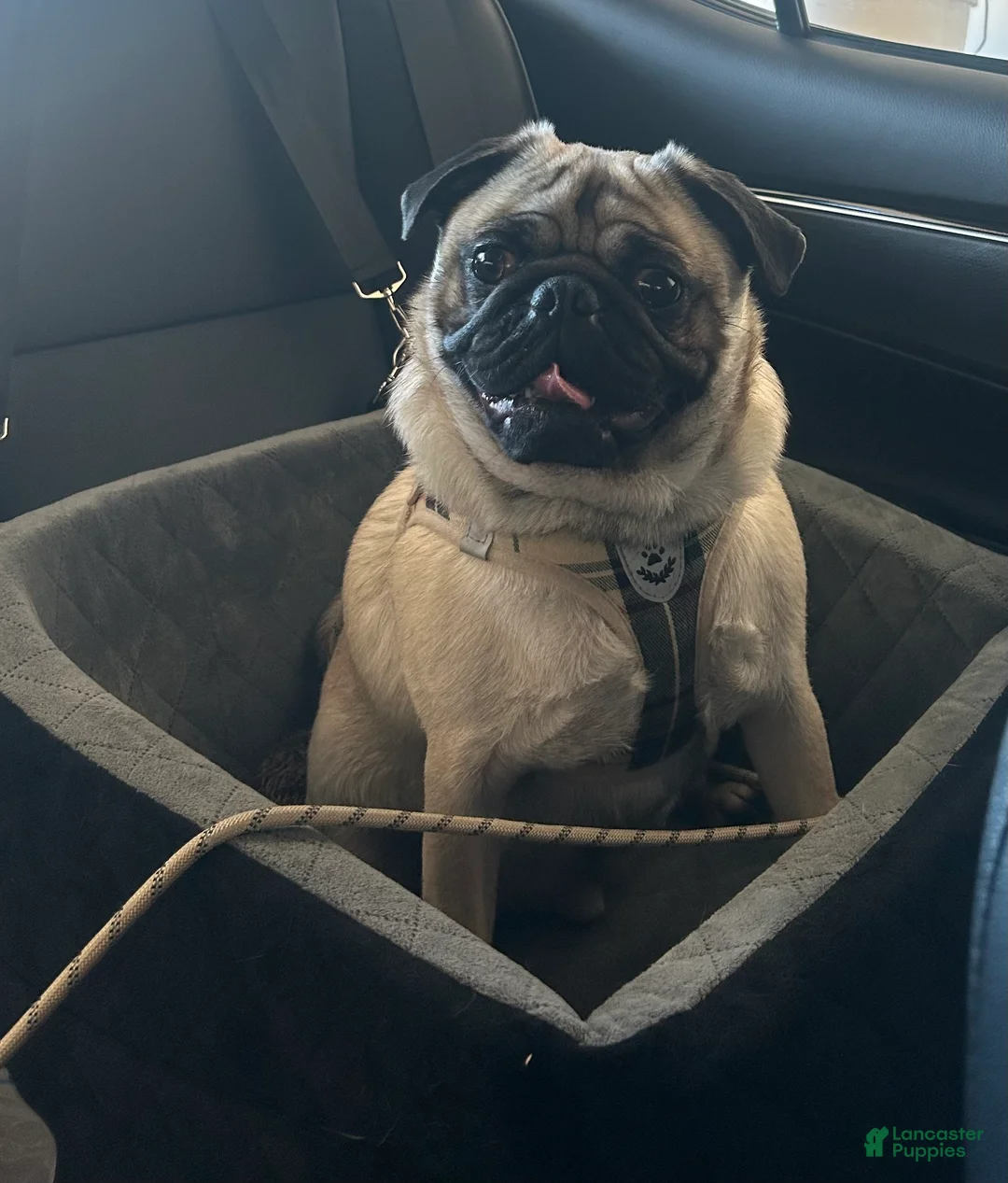 Pug dogs for sale: Teddy  - Ad 1