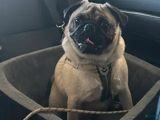 Pug dogs Teddy - Ad 31