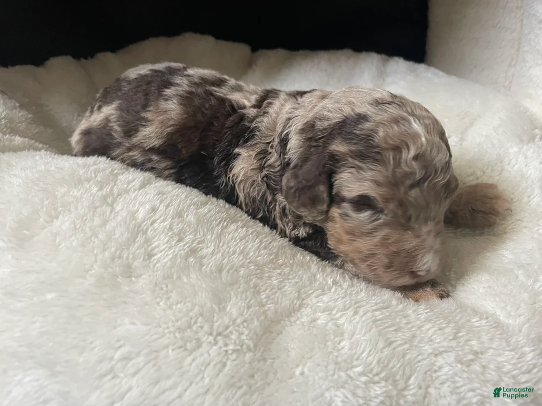 Labradoodle dogs for sale: Rocky - Ad 1