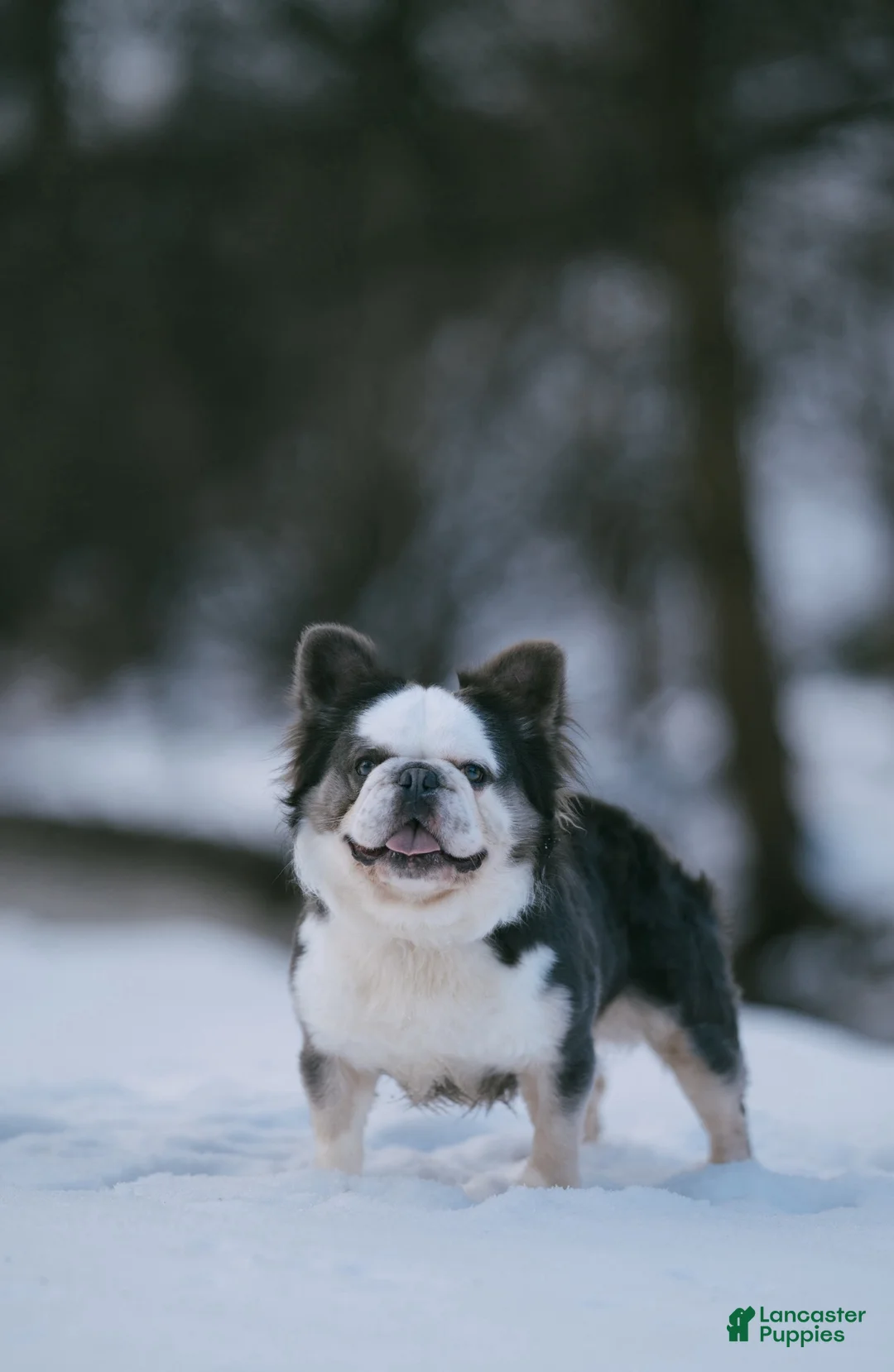 French Bulldog dogs for stud: Sonic Husky Pink Rojo - Ad 1