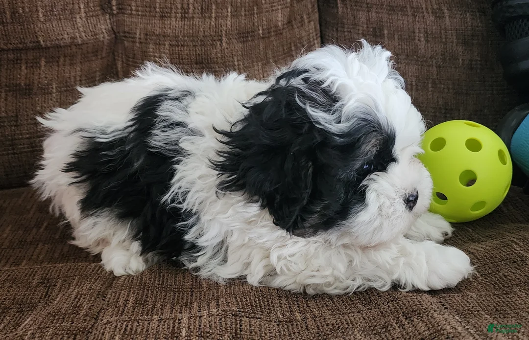 Shihpoo dogs for sale: IAN - Ad 8