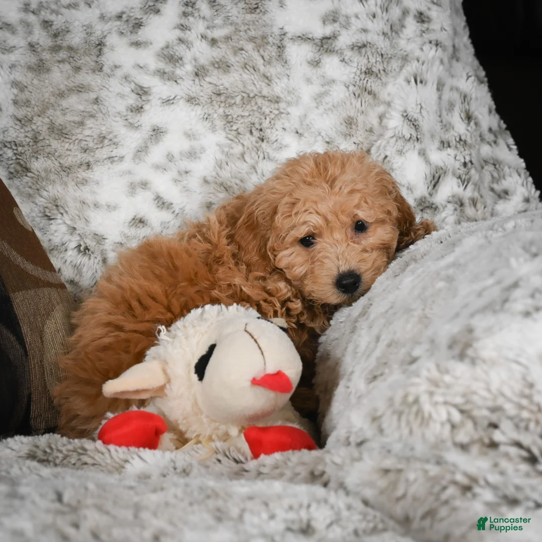 Cavapoo dogs for sale: Capper - Ad 4