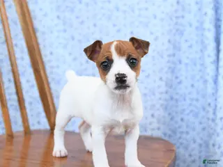 Jack Russell Terrier dogs Maple - Ad 30