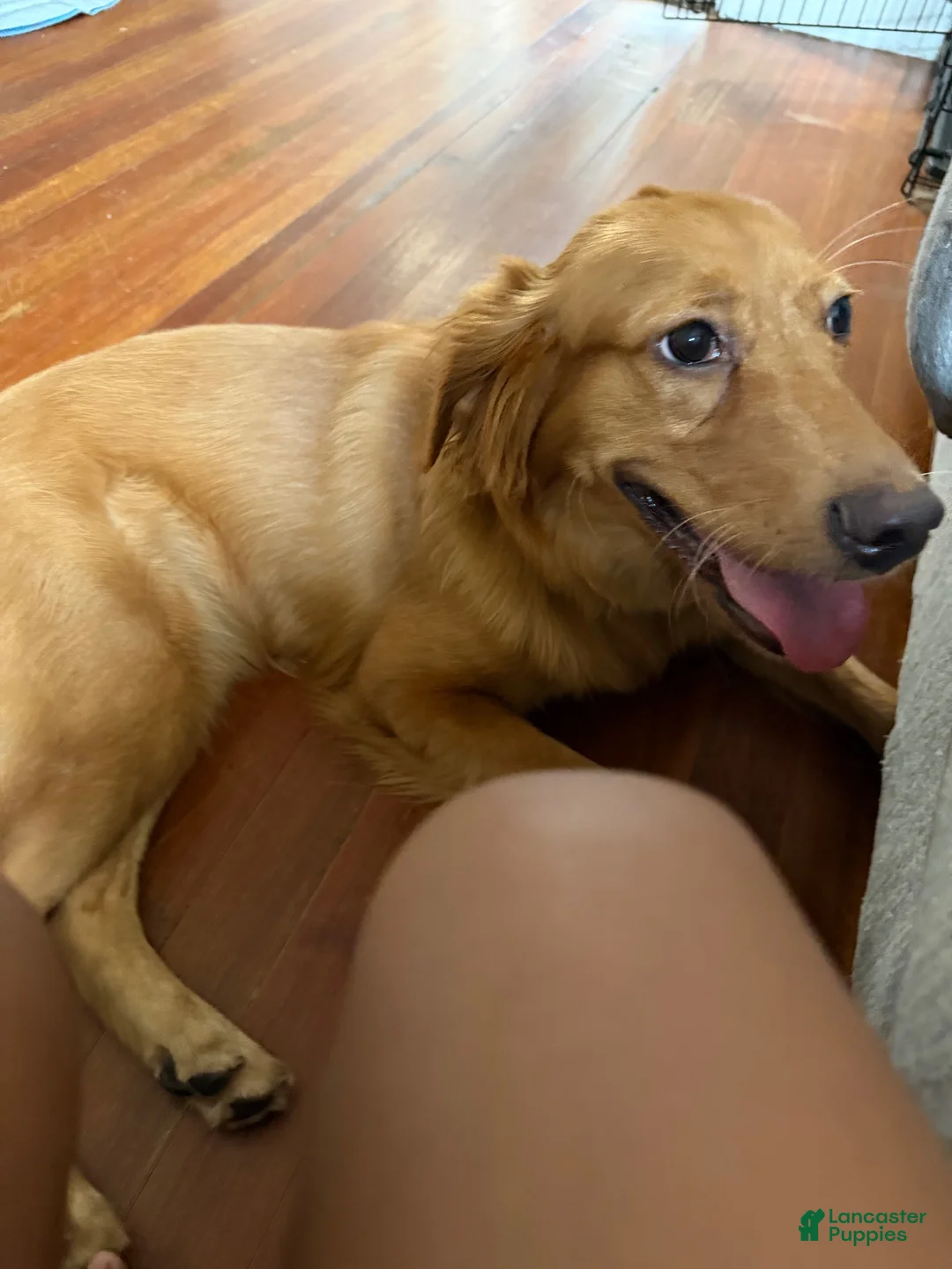 Golden Retriever dogs for sale: Golden Retriever 1 - Ad 1