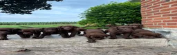 Labrador Retriever dogs for sale: Maggie - Ad 6