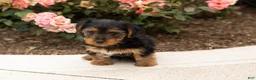 Yorkshire Terrier dogs for sale: Sam - Ad 4