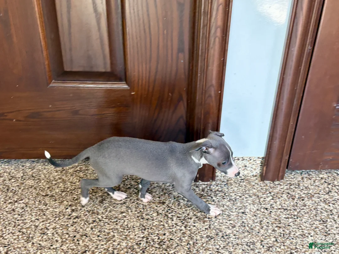 Italian Greyhound dogs for sale: TJ  - Ad 10