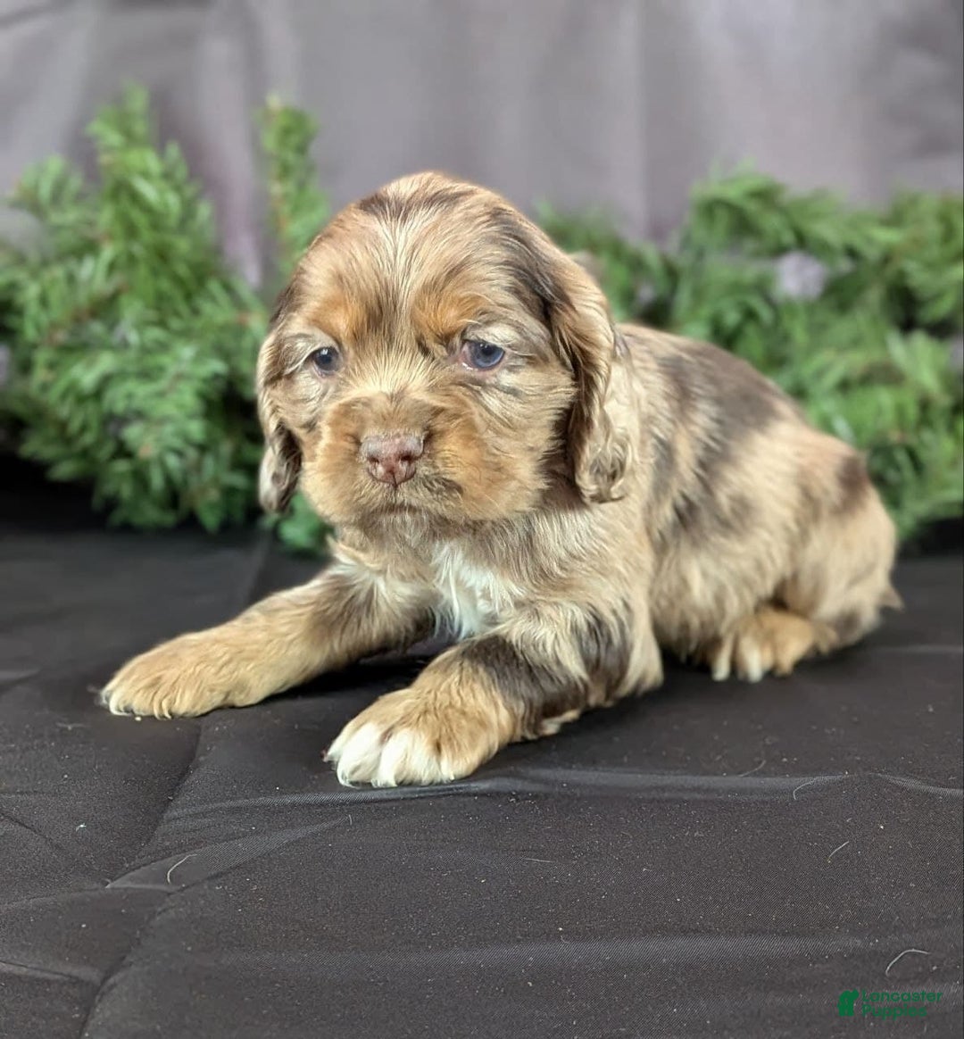 Cocker Spaniel dogs for sale: Vito - Ad 2
