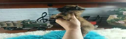 Chihuahua dogs for sale: Micro teacup long hair chihuahua.  Hand Delivery  - Ad 2
