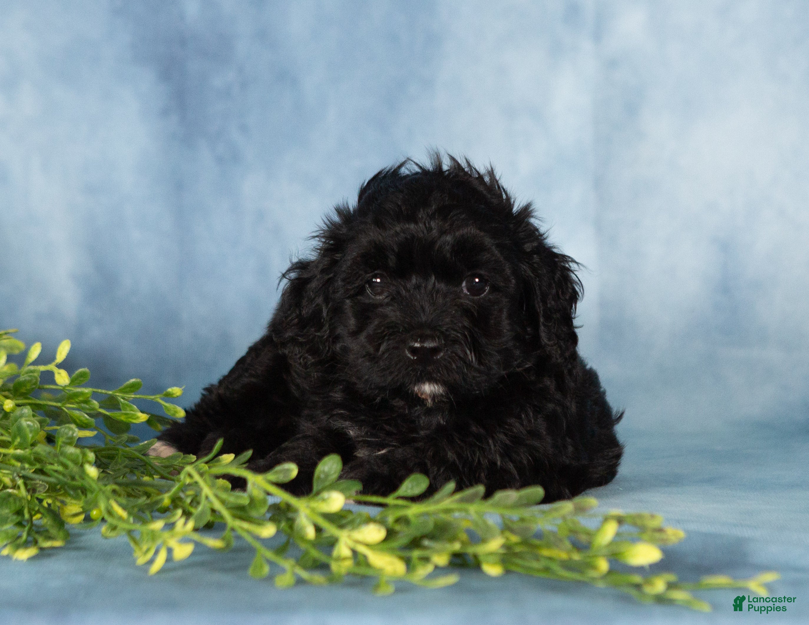 Mixed Breed dogs Majic - Ad 1