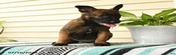Belgian Malinois dogs for sale: Makena - Ad 5