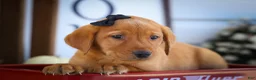 Labrador Retriever dogs for sale: NORMAN - Ad 13
