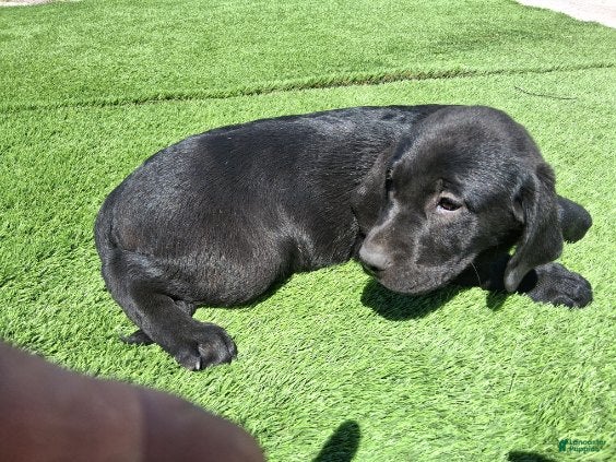 Labrador Retriever dogs Onxy - Ad 2