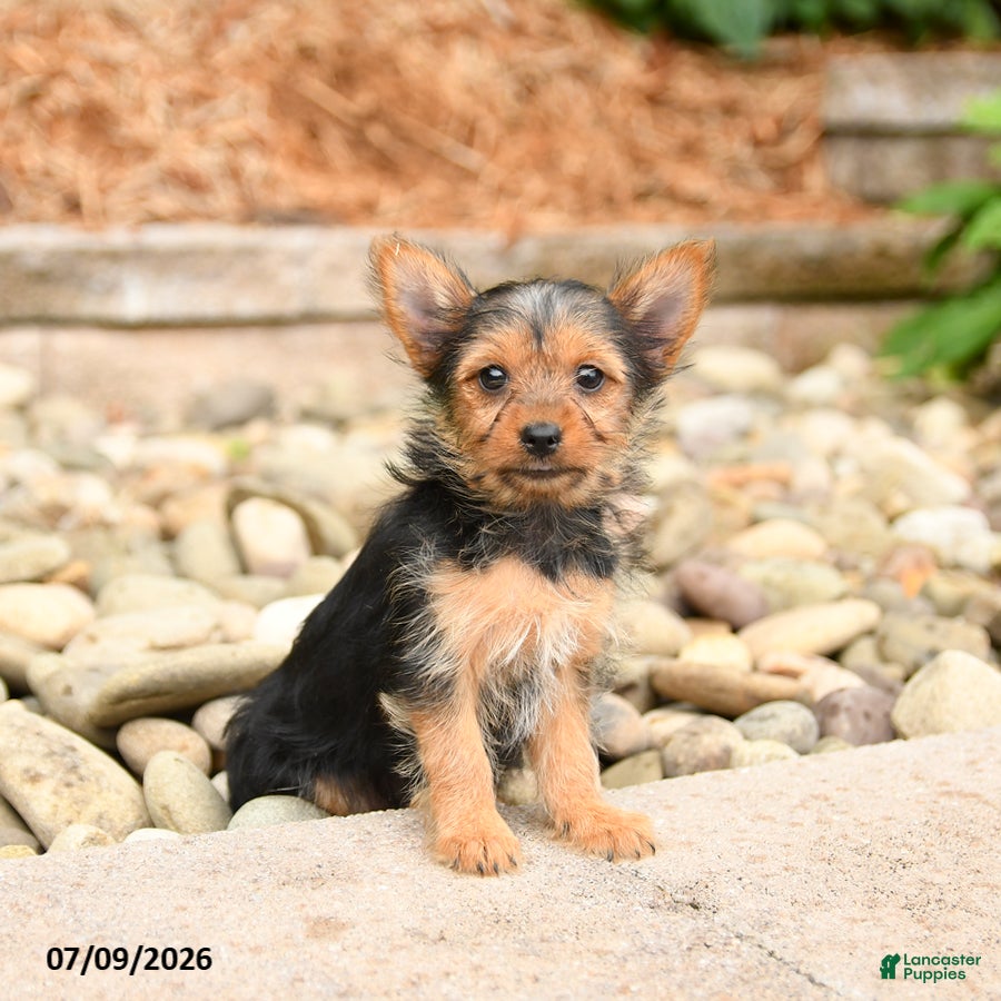 Yorkshire Terrier dogs Plum - Ad 2