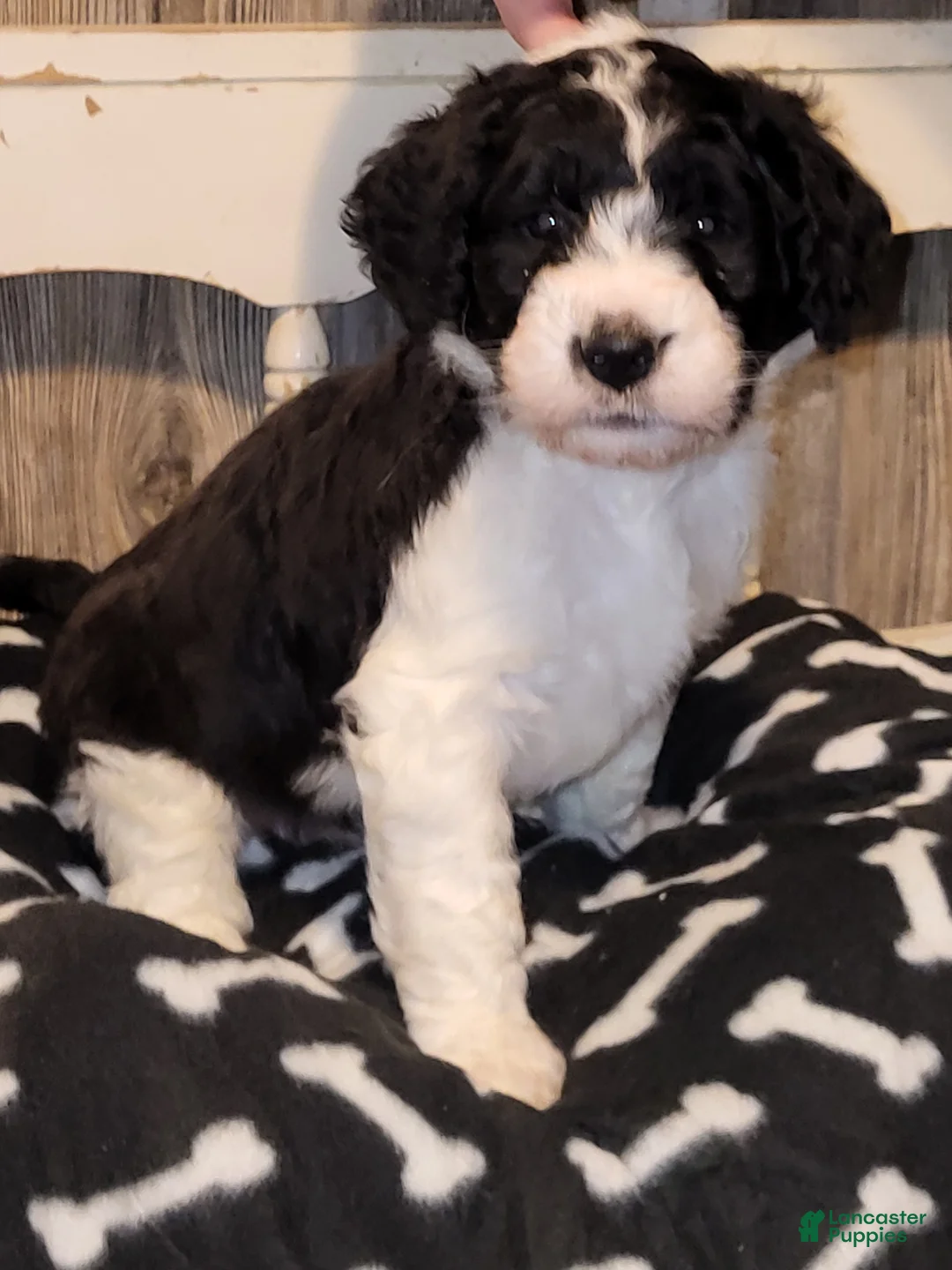Aussiedoodle dogs for sale: Aussiedoodle Puppy 1 - Ad 1