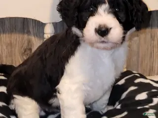 Aussiedoodle dogs for sale: Aussiedoodle Puppy 1 - Ad 1