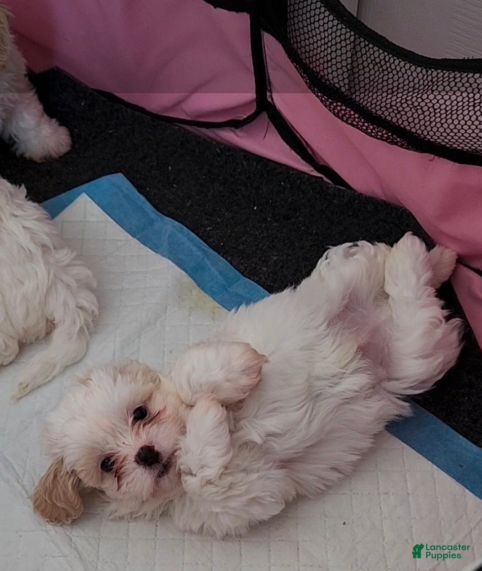 Shihpoo dogs Prince - Ad 36