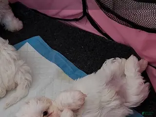 Shihpoo dogs Prince - Ad 36